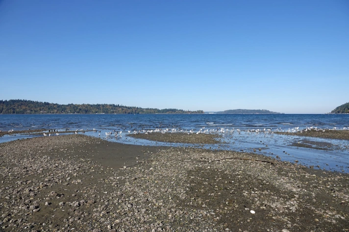 Looking toward where Vashon Kelp Forest would be located from low tide at Fern Cove nature Preserve on Vashon Island.